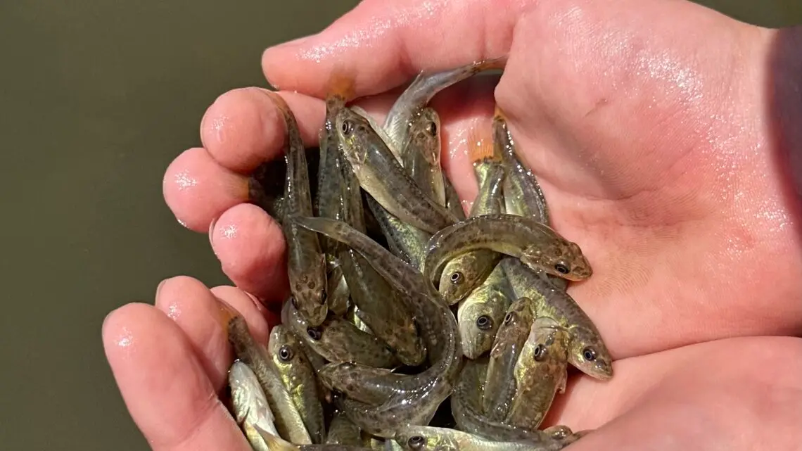 Feedback sought on NSW freshwater impoundment fish stocking plan