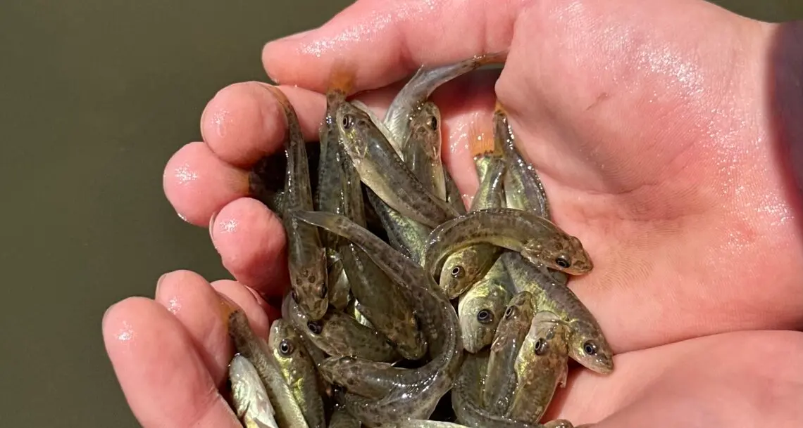 Feedback sought on NSW freshwater impoundment fish stocking plan