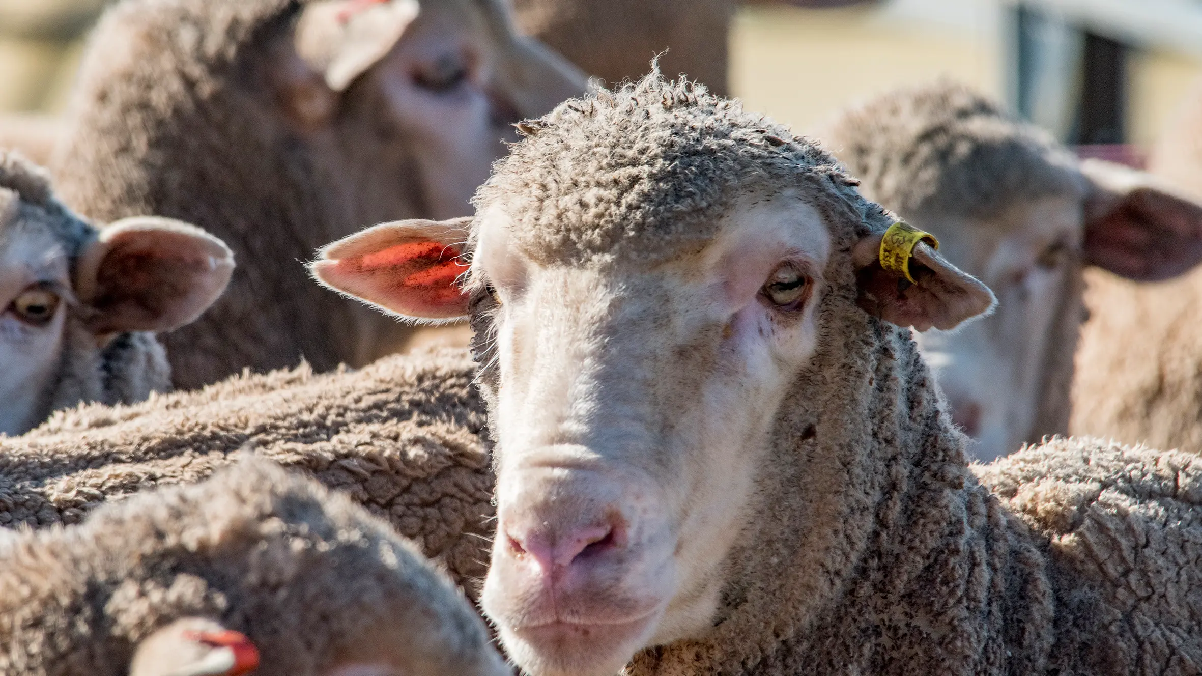 New laws to better protect animals