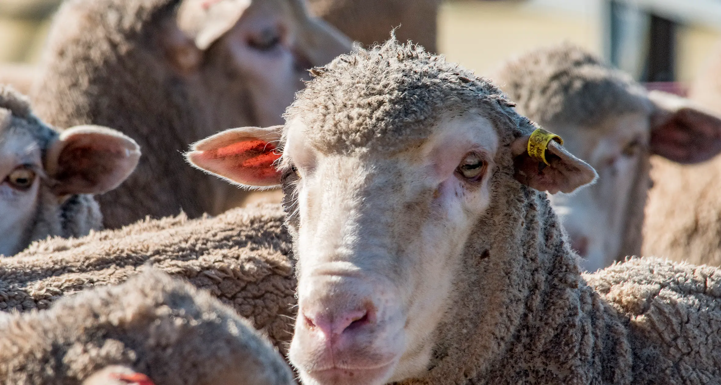 New laws to better protect animals