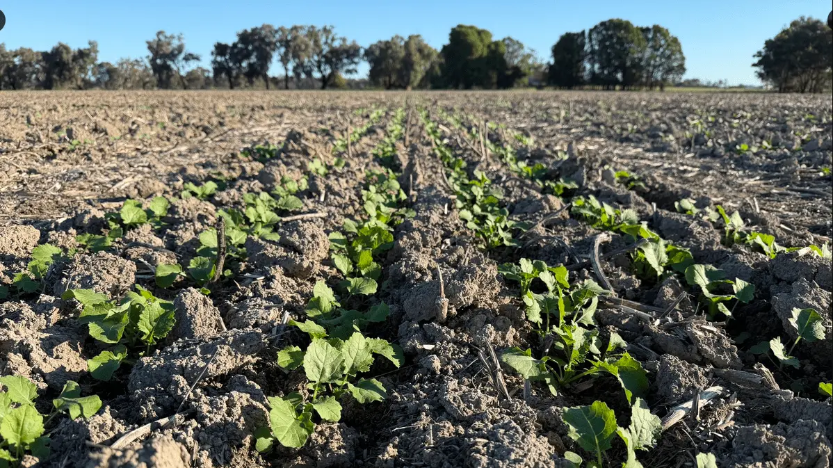 Canola off to strong, early start with eastern rain forecast