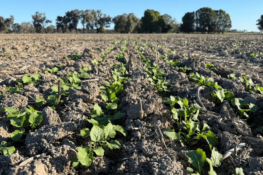 <p>A canola trial site at Gerogery in southern NSW photographed this week.  PHOTO: Justin Kudnig, Pacific Seeds.</p>\\n