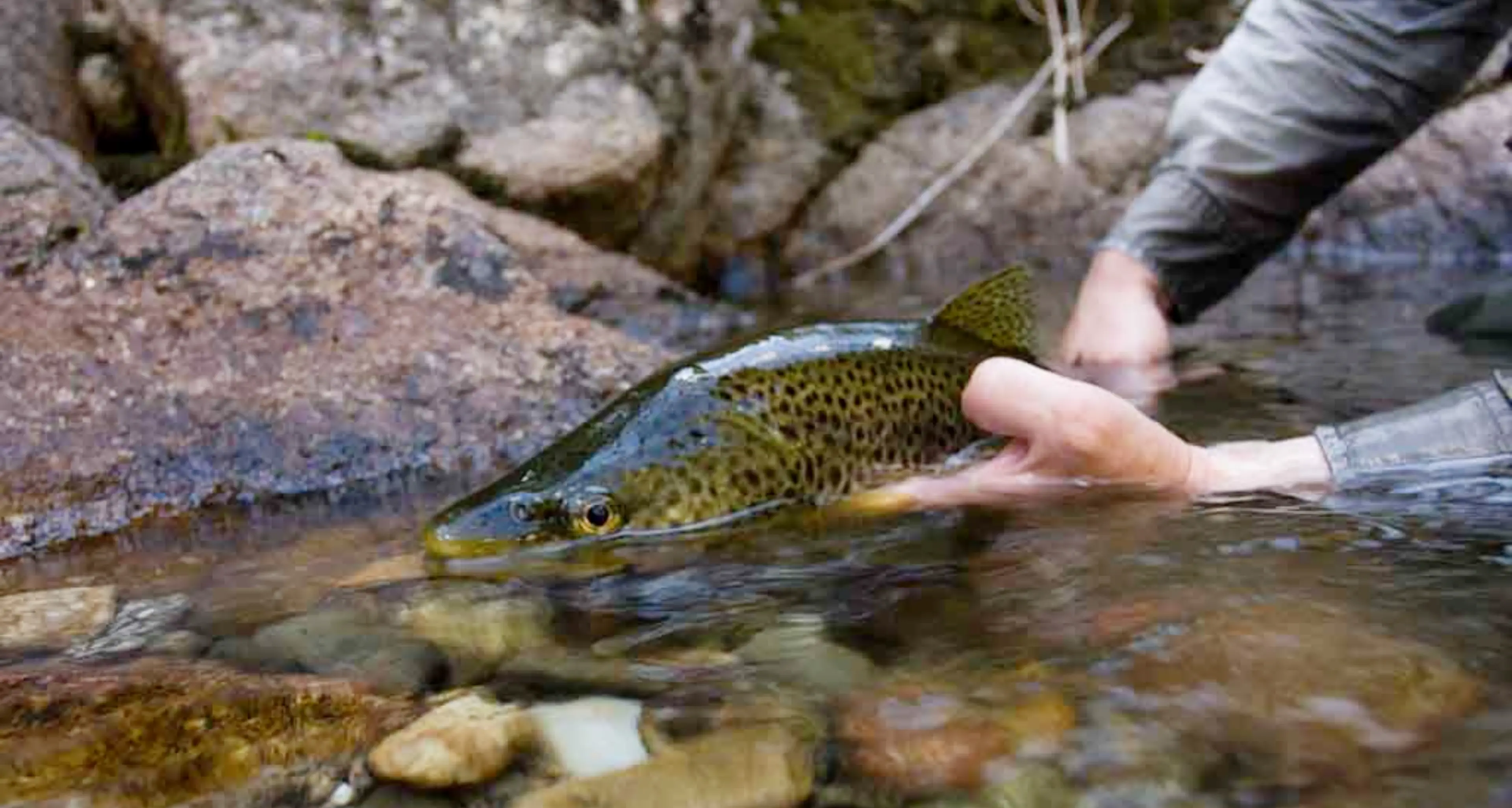 Long weekend marks last chance to fish for trout