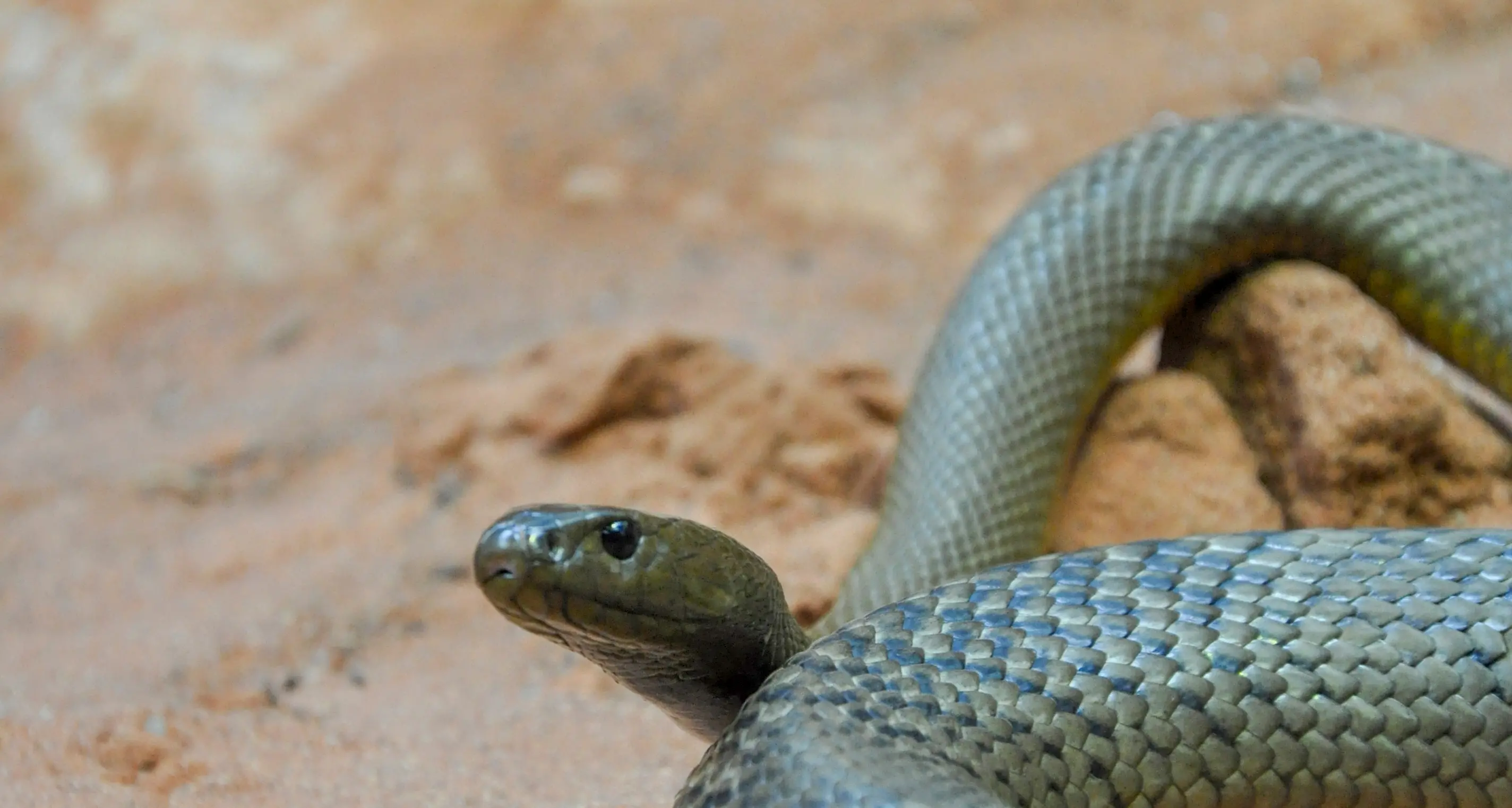 Snakes still about