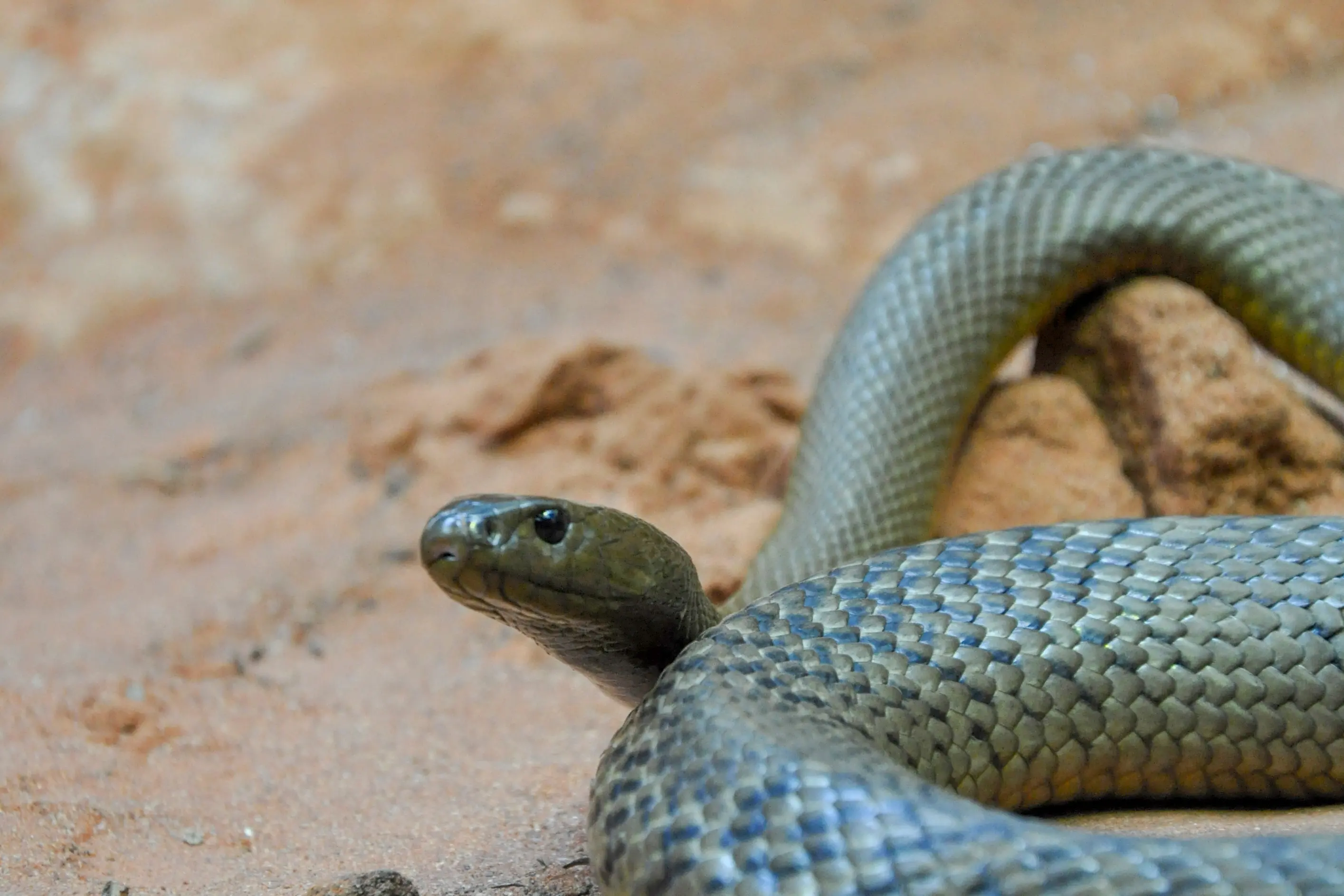 <p>Even though it\\'s winter snakes can still be about</p>\\n