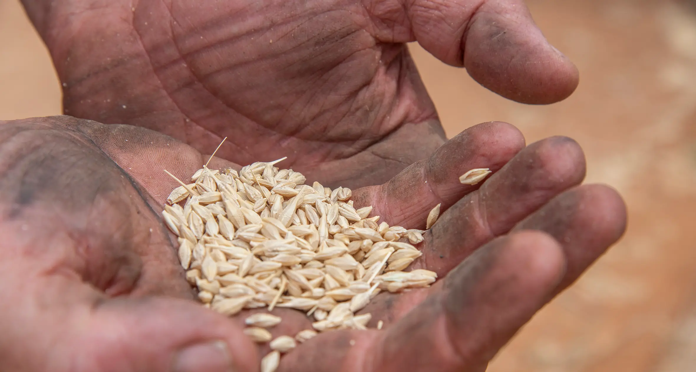 Australia looks to smaller winter crop
