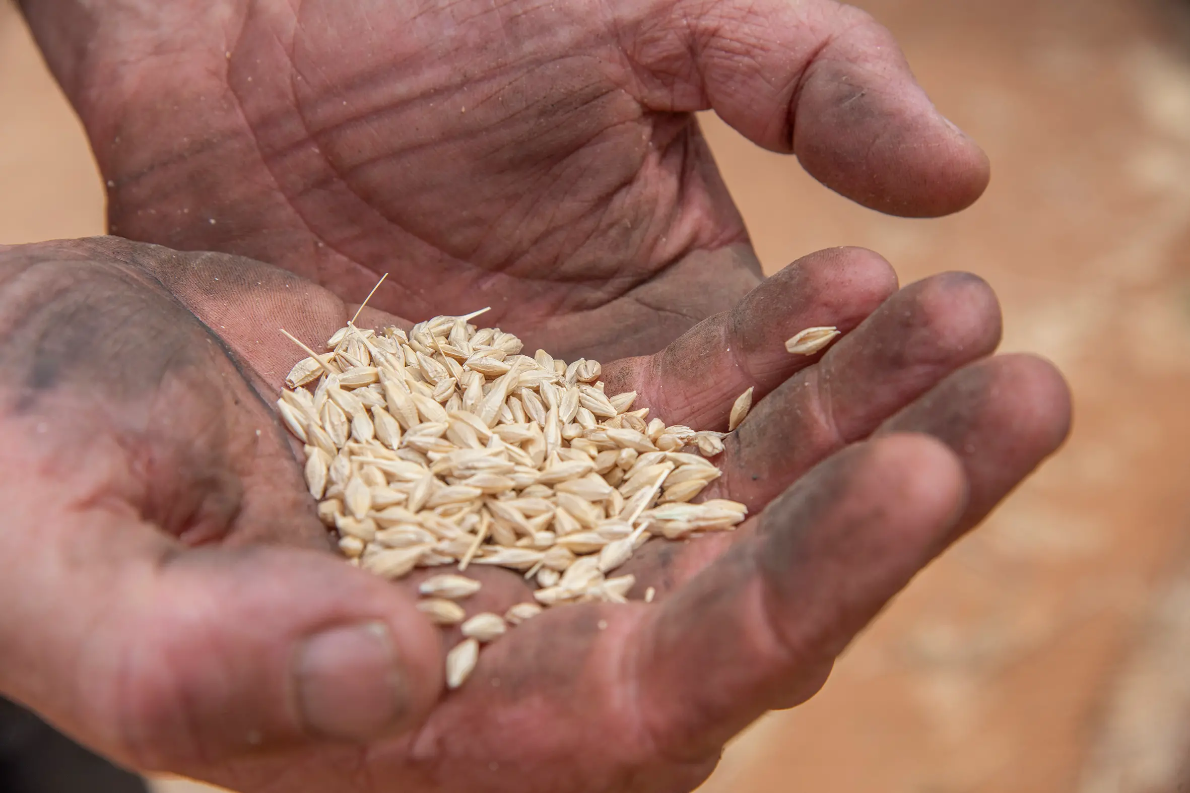 <p>Wheat harvests are forecast to be down 41 per cent on last year PHOTO: Noel Fisher</p>\\n