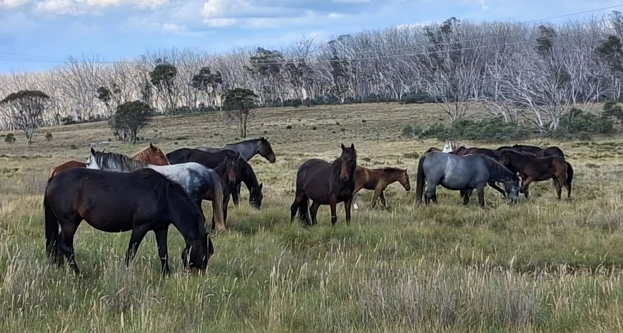 Brumby advocate’s call to end cull