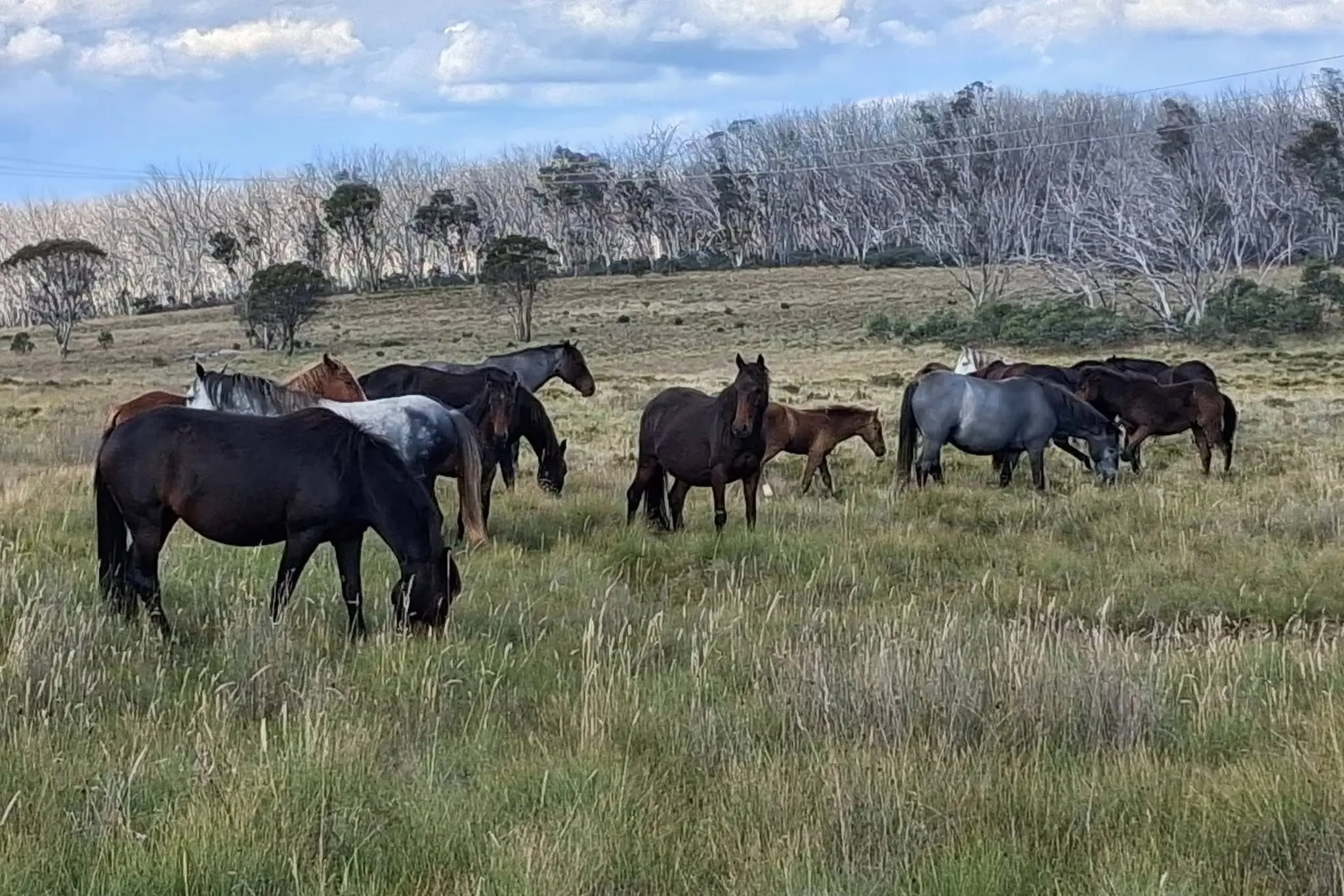 <p>Advocates want to see an end to the Brumby cull</p>\\n