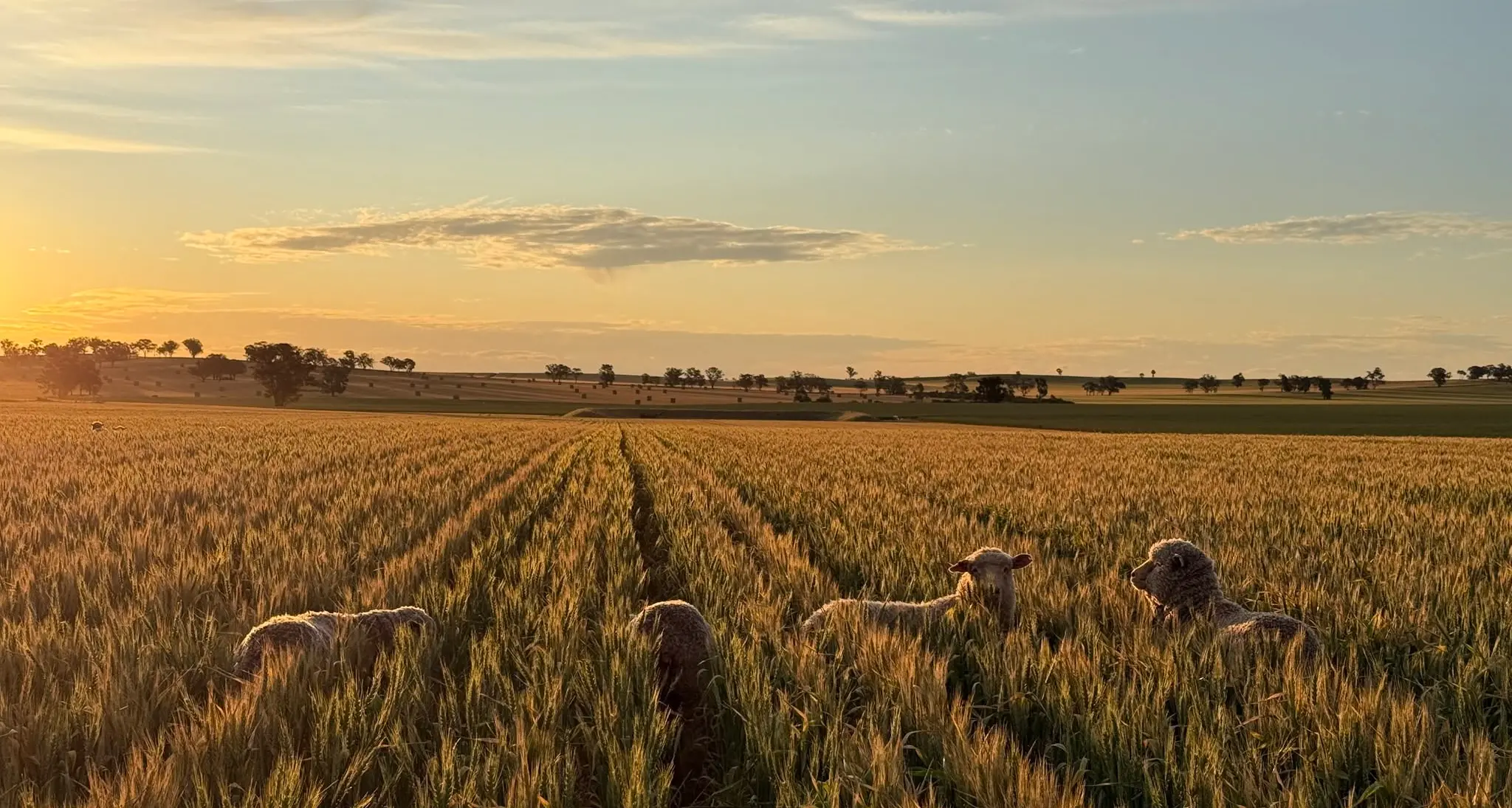 Capture Coolamon photo competition launches