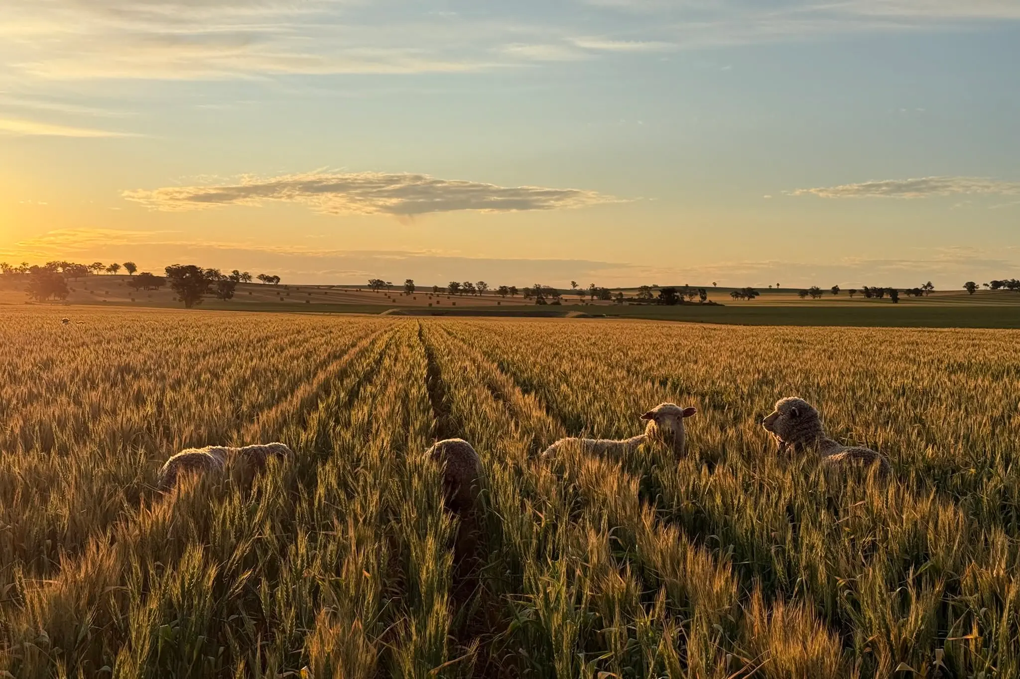 <p>Capture Coolamon entry from last year- Kyle Jarrett, \\'A Sheepish Springtime\\'</p>\\n