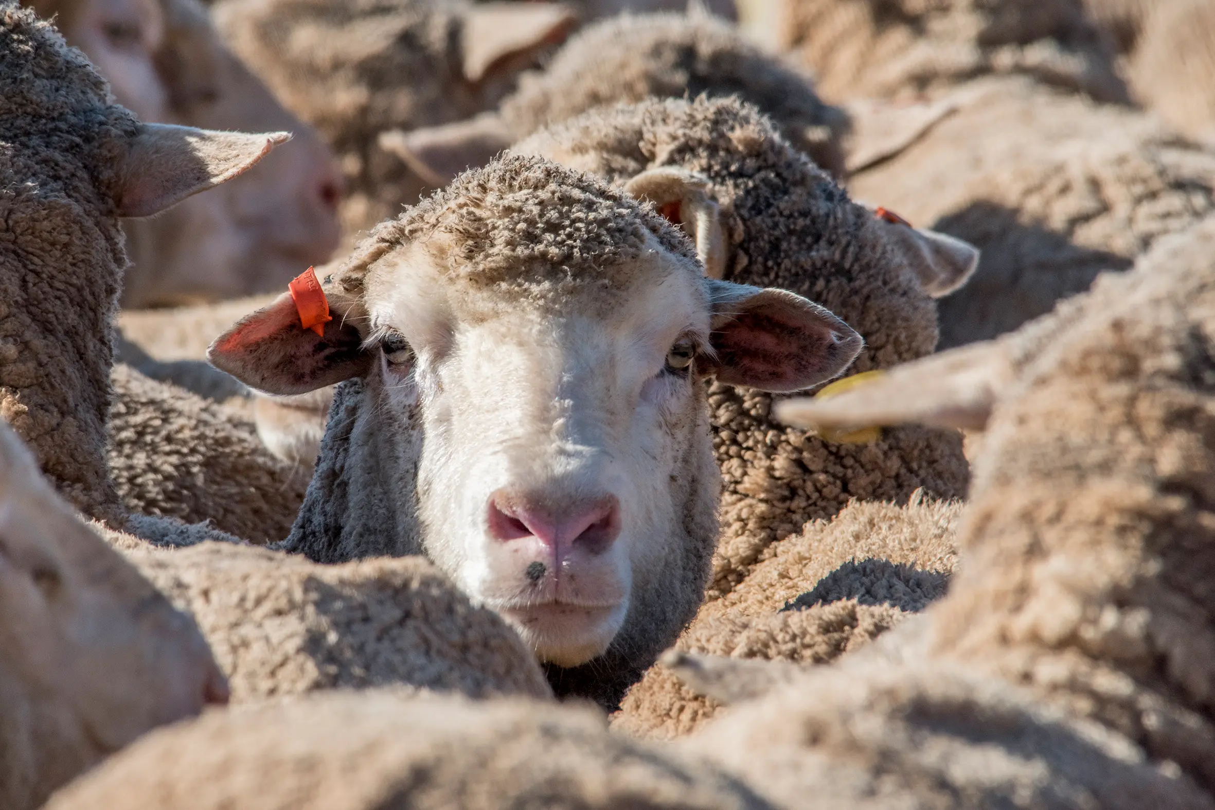 <p>Rural Aid is encouraging people to share images that reflect on rural Australia.</p>\\n