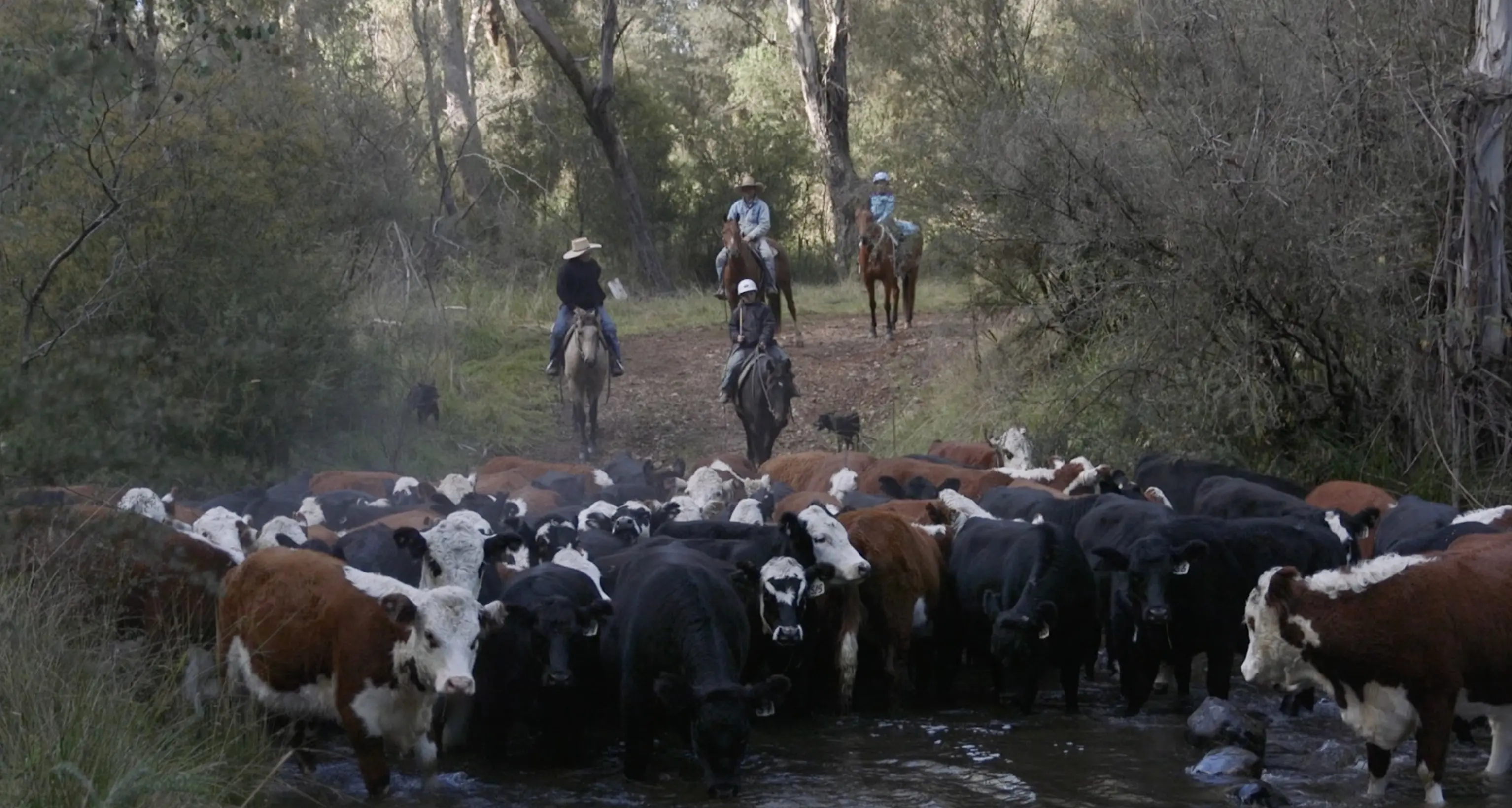 Droving Story to Raise Funds for Cancer Care