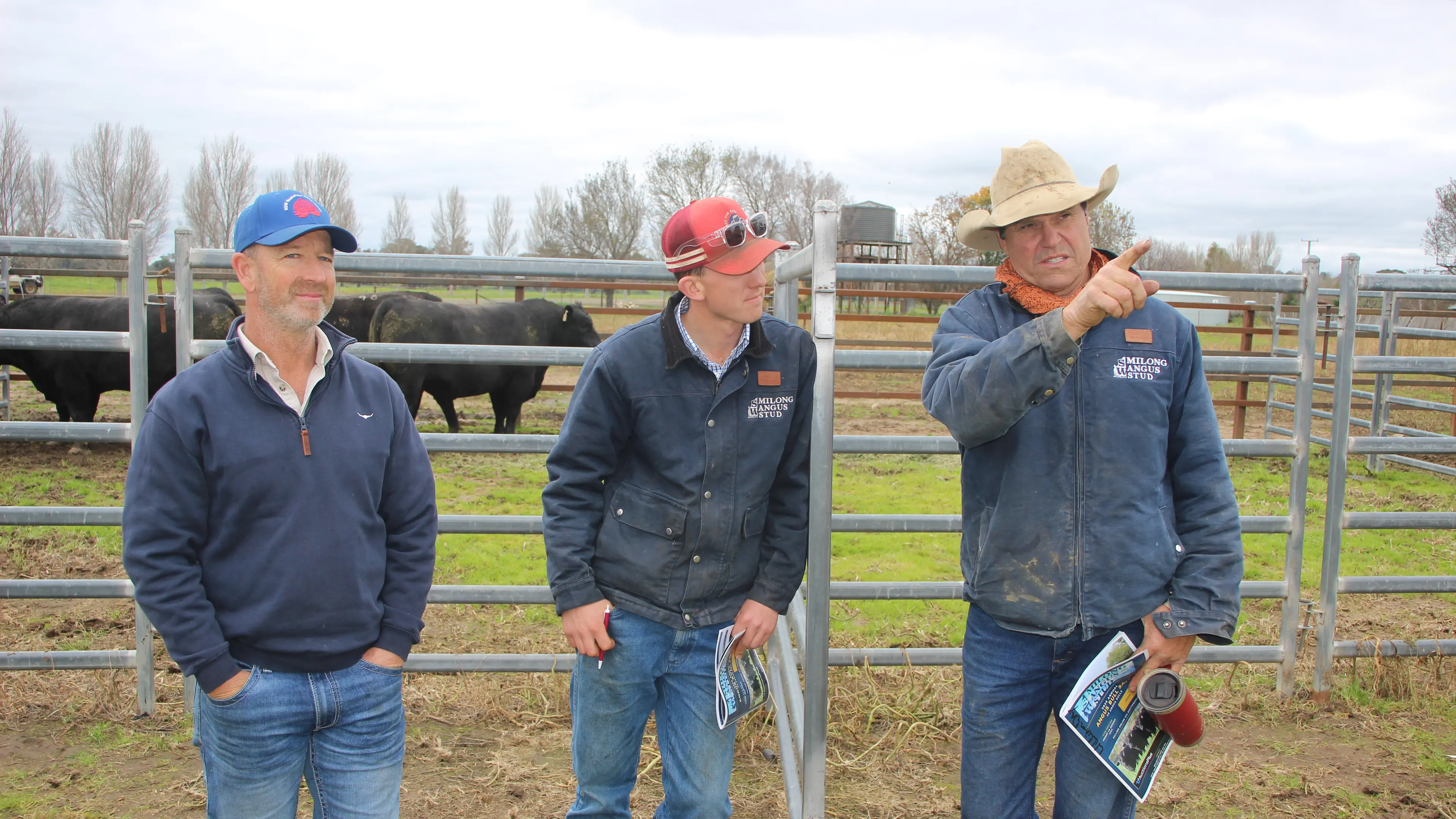Milong Angus host open day ahead of bull sale