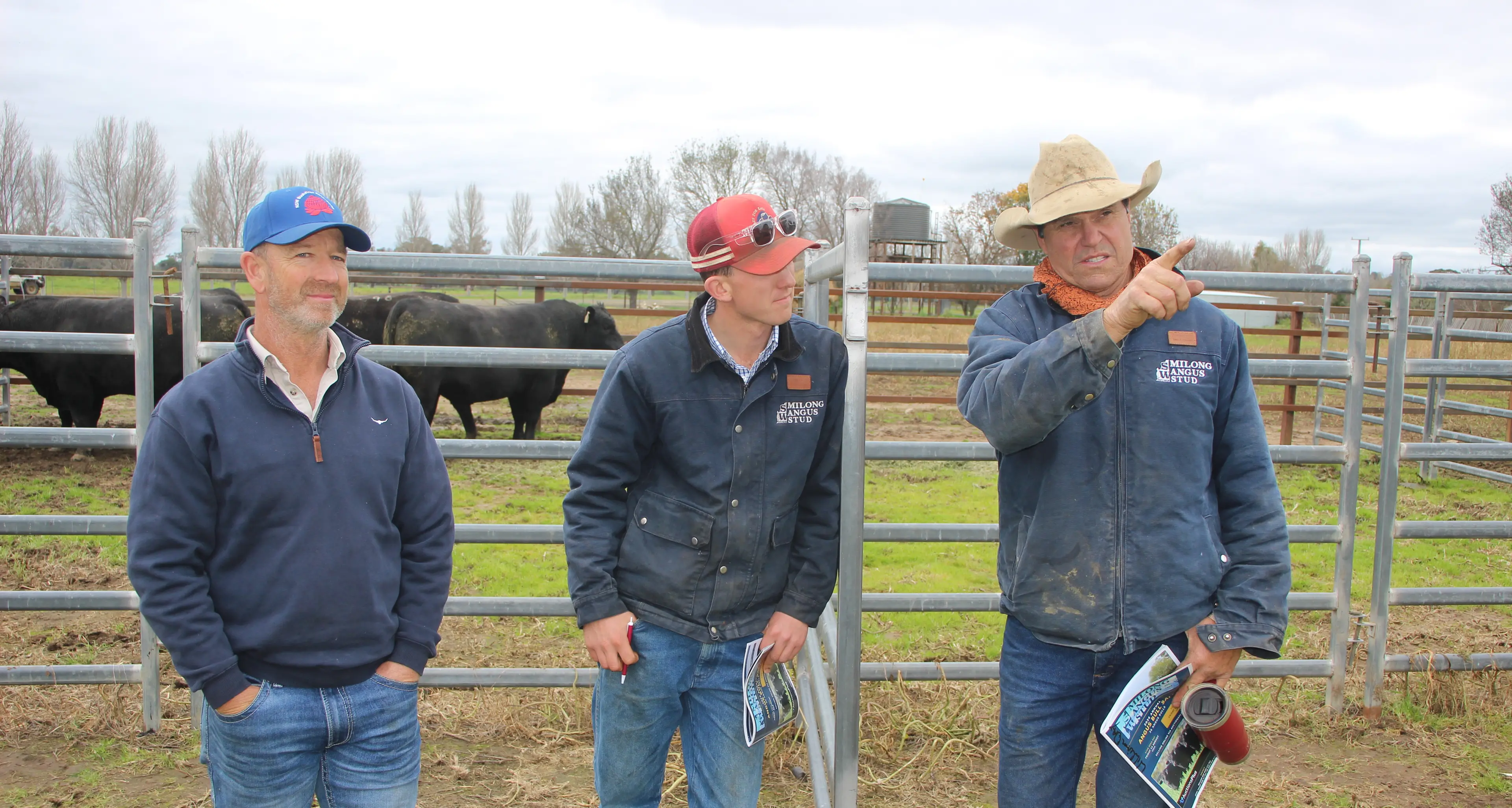 Milong Angus host open day ahead of bull sale