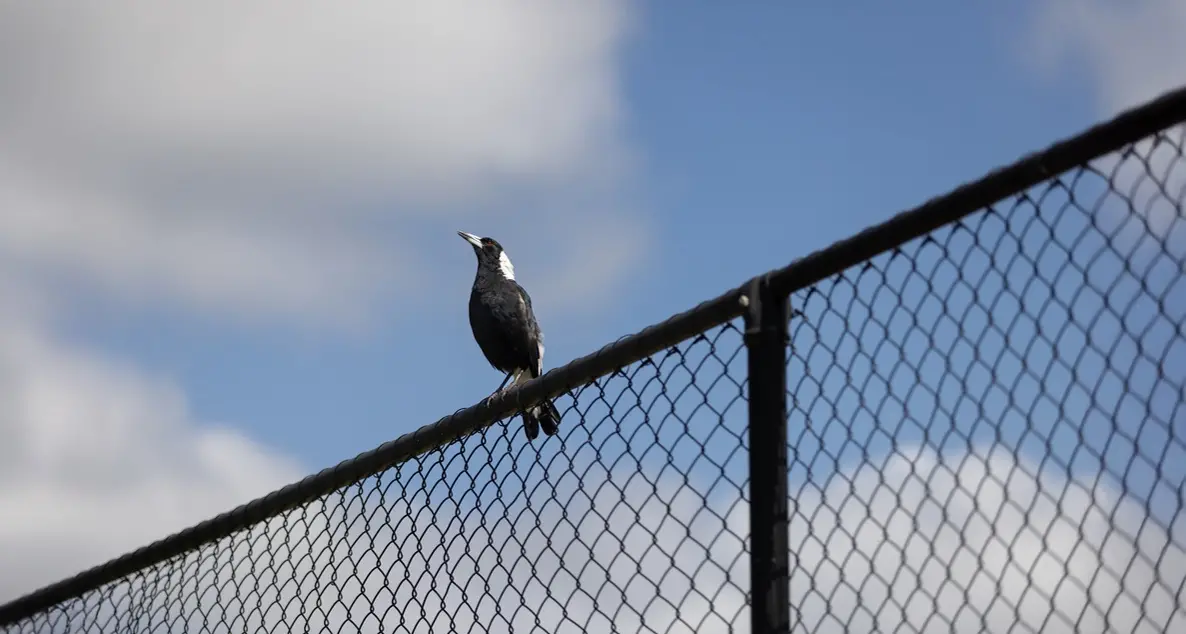 Spring brings return of swooping magpies