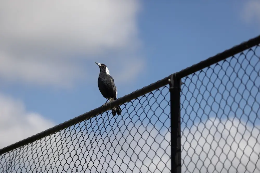 <p>Keep an eye out for territorial magpies when running, cycling and walking the dog in the coming weeks. PHOTO: Adobe.Stock.com</p>\\n