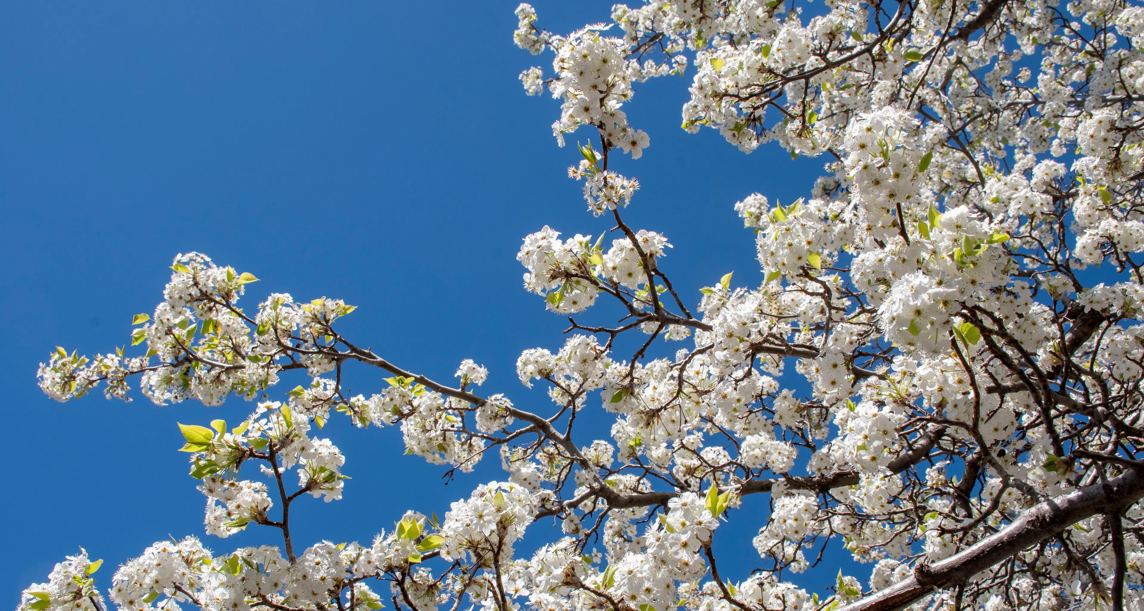 Spring arrives after a wet Temora winter