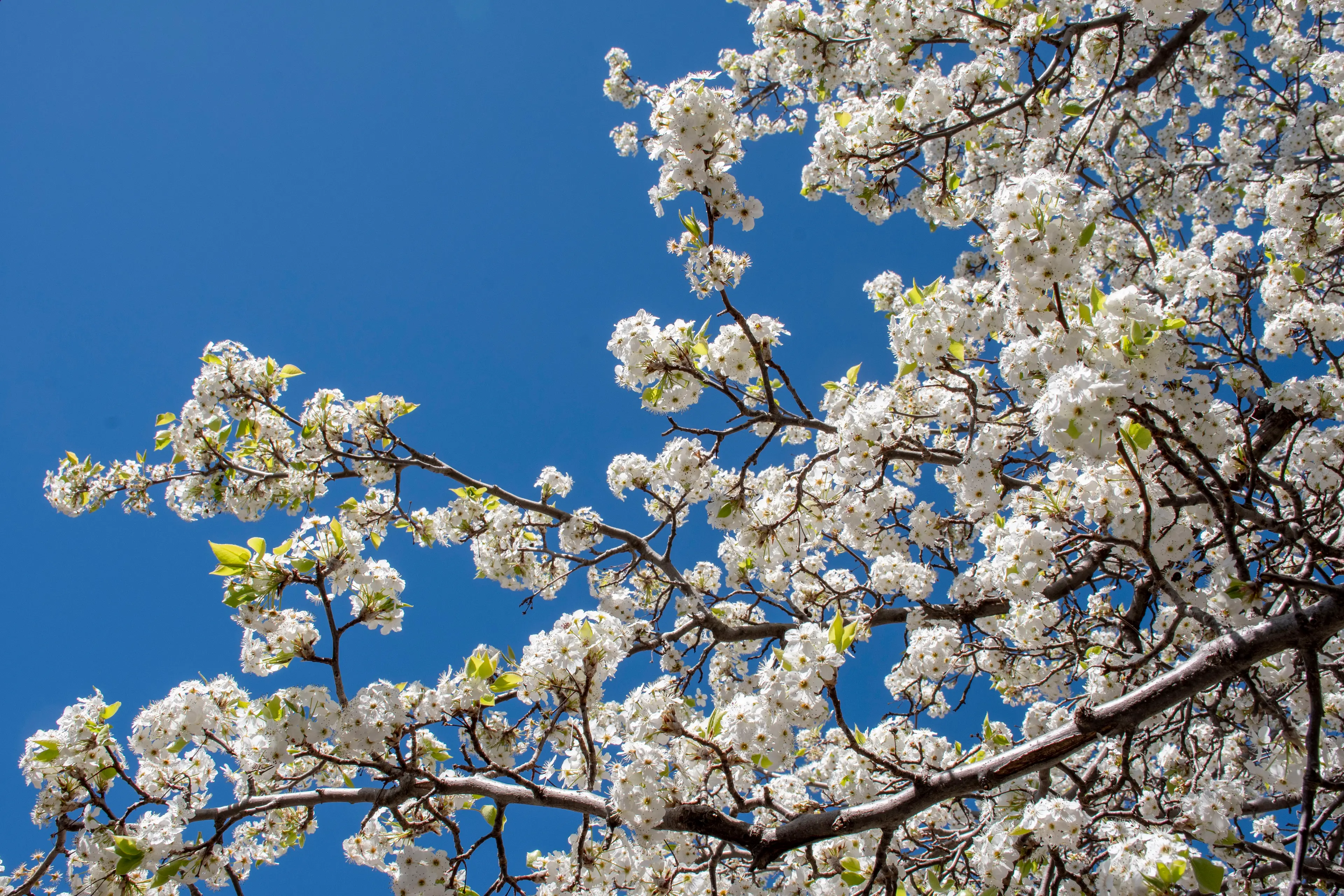 <p>Crops and flowers bloomed four weeks early due to warmer soil and a less chilling winter. PHOTO: Noel Fisher</p>\\n