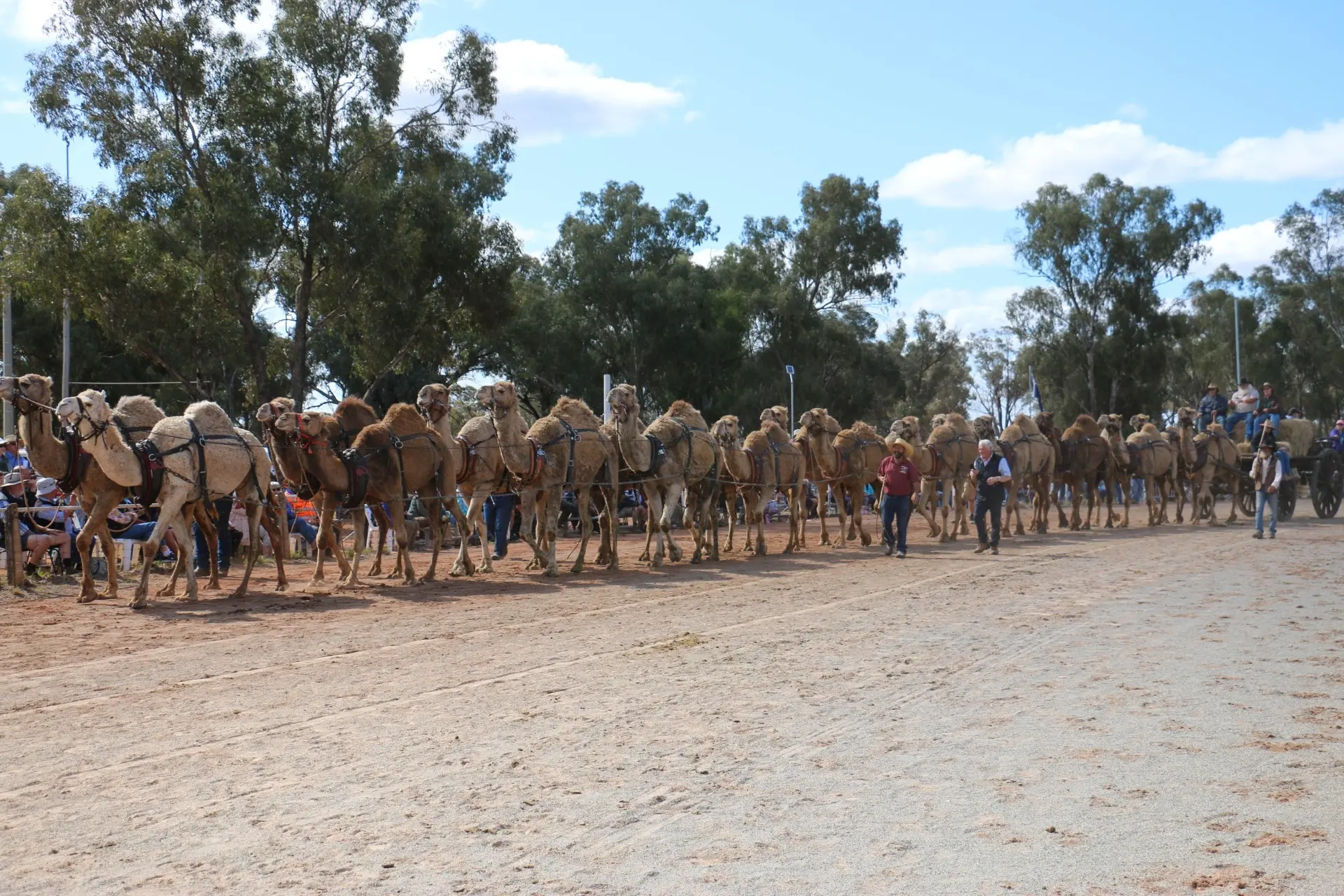 <p>National records will fall again at The Good Old Days Festival in 2026 as a huge camel team will set the main arena alight. Image Kim Woods.</p>\\n