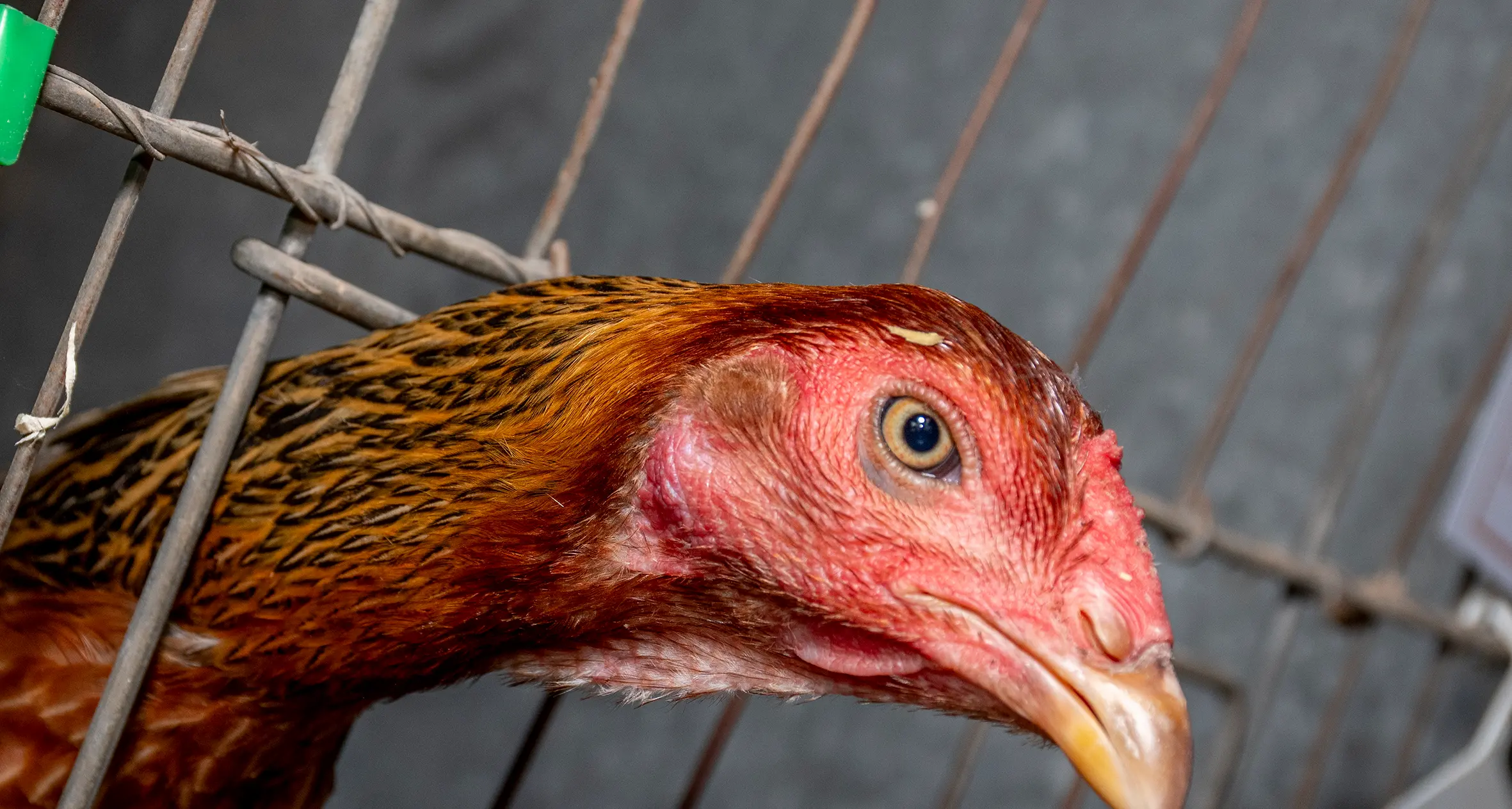 Poultry auction ready to take flight this Saturday