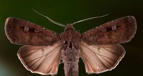 Bogong Moths return in numbers