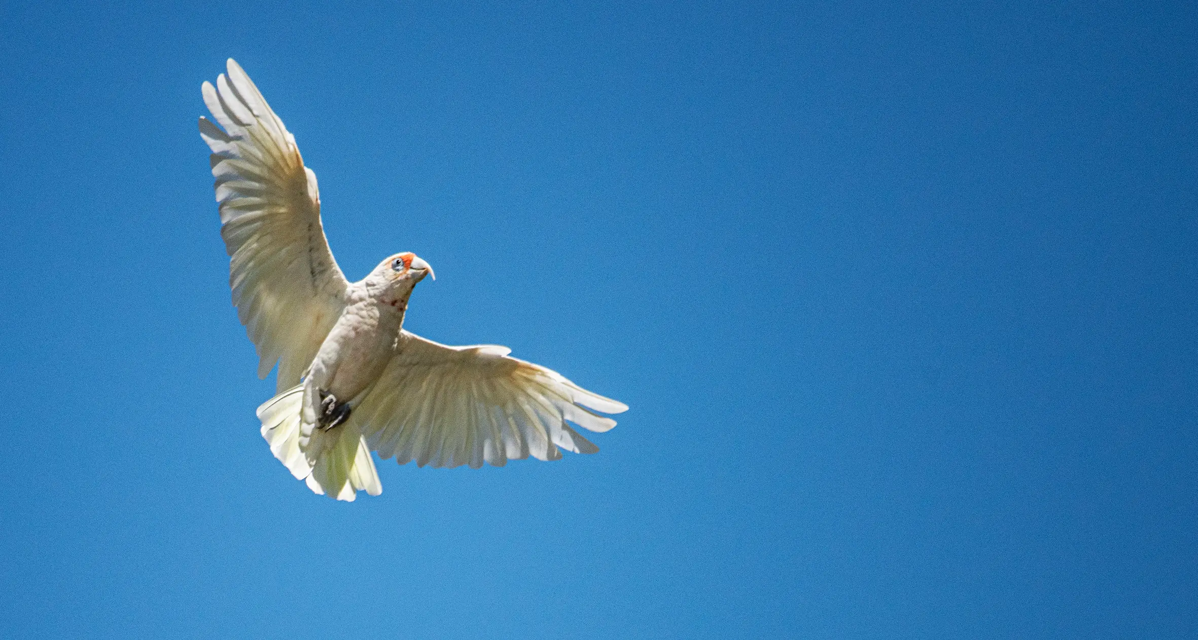 Eyes to the skies for Bird Week