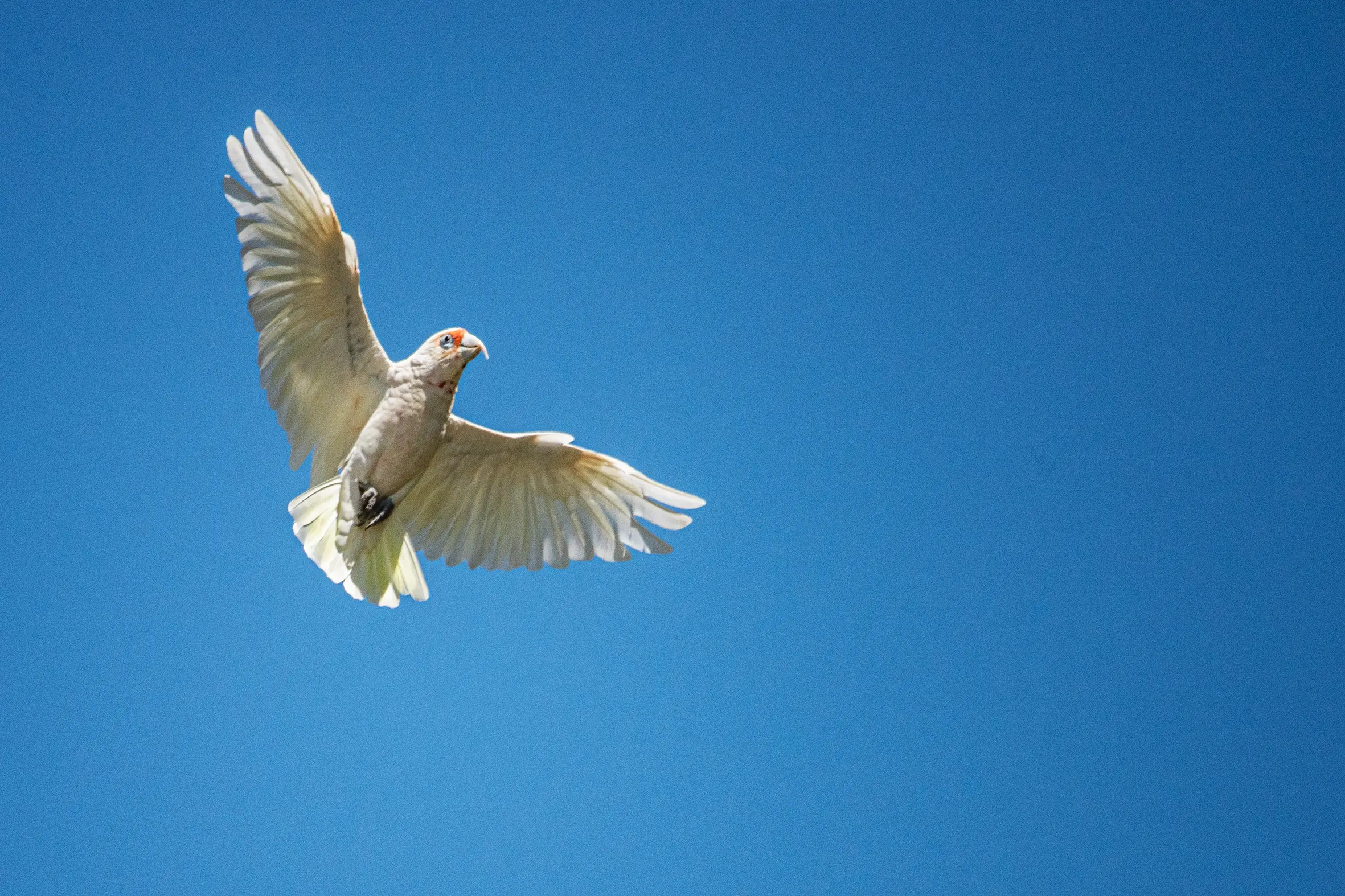 <p>Temora locals are being encouraged to join the national Aussie Bird Count. PHOTO: Noel Fisher</p>\\n