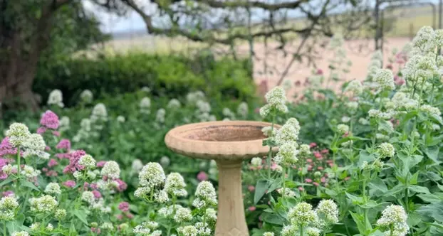 Celebrating 40 Years of St Anne’s Garden Viewing
