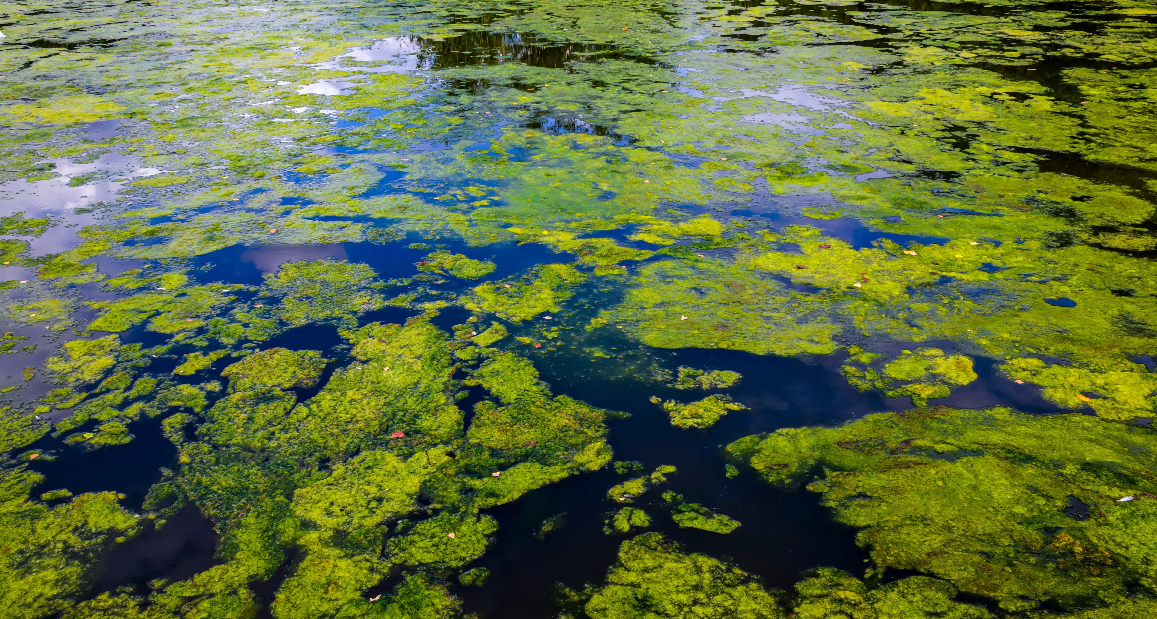 Blue green algae general alert