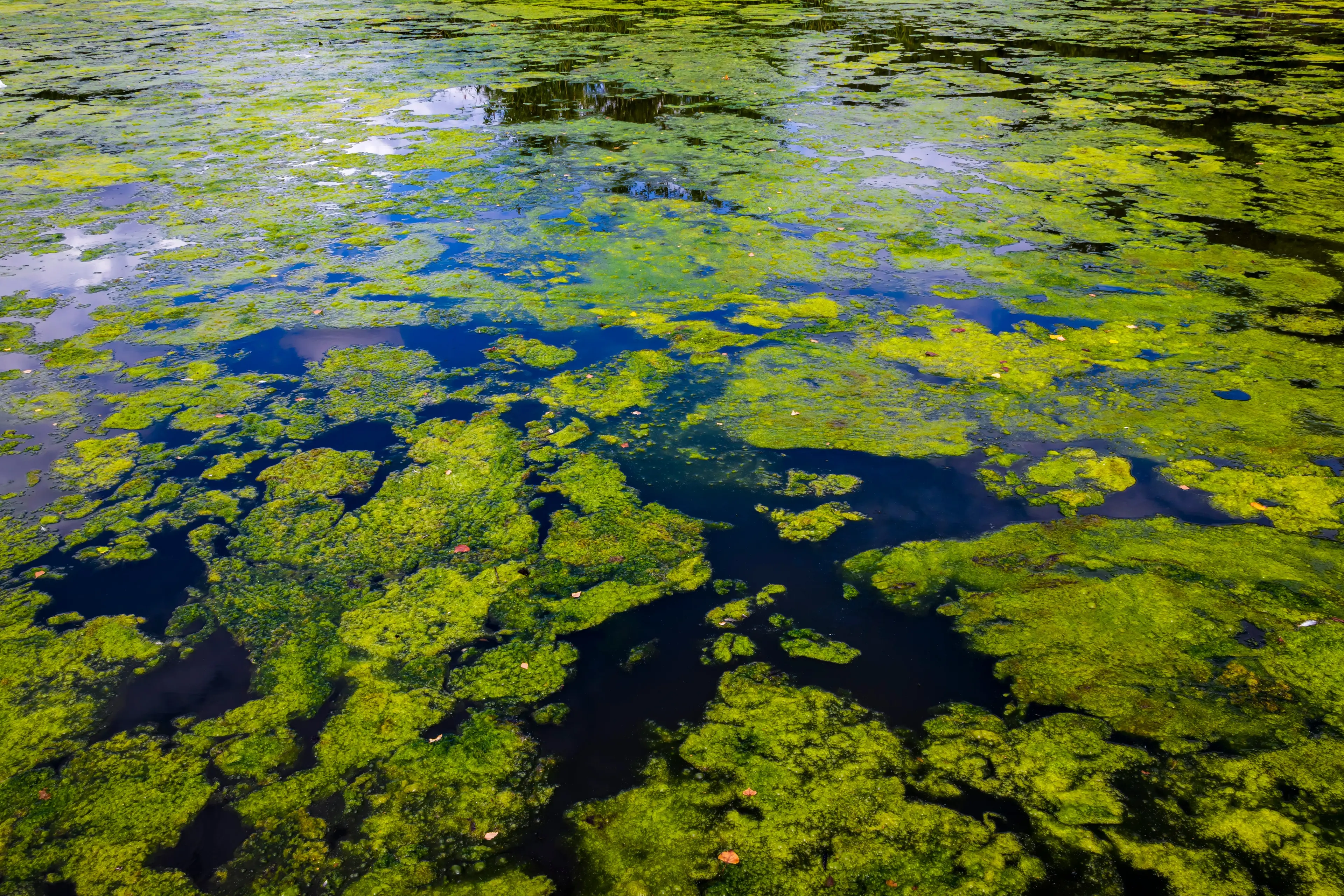 <p>Water NSW is urging those heading out to the waterways this summer to check for blue-green algae alerts. PHOTO: Adobe Stock</p>\\n
